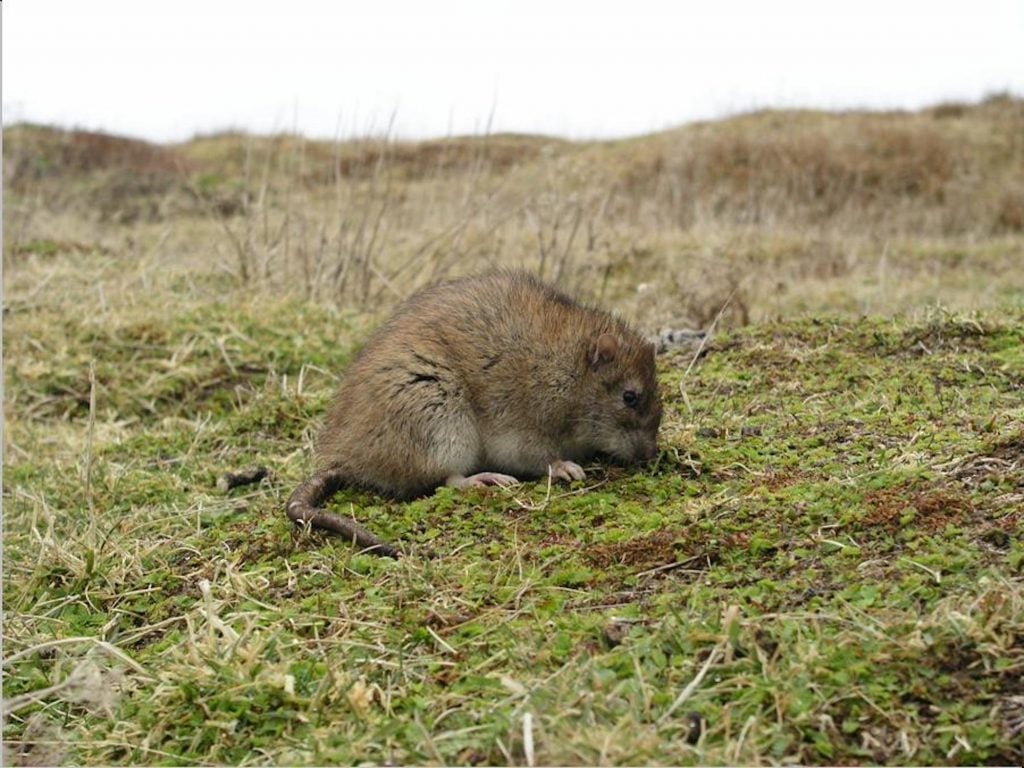 Brown rat on South Georgia_credit Paula O Sullivan
