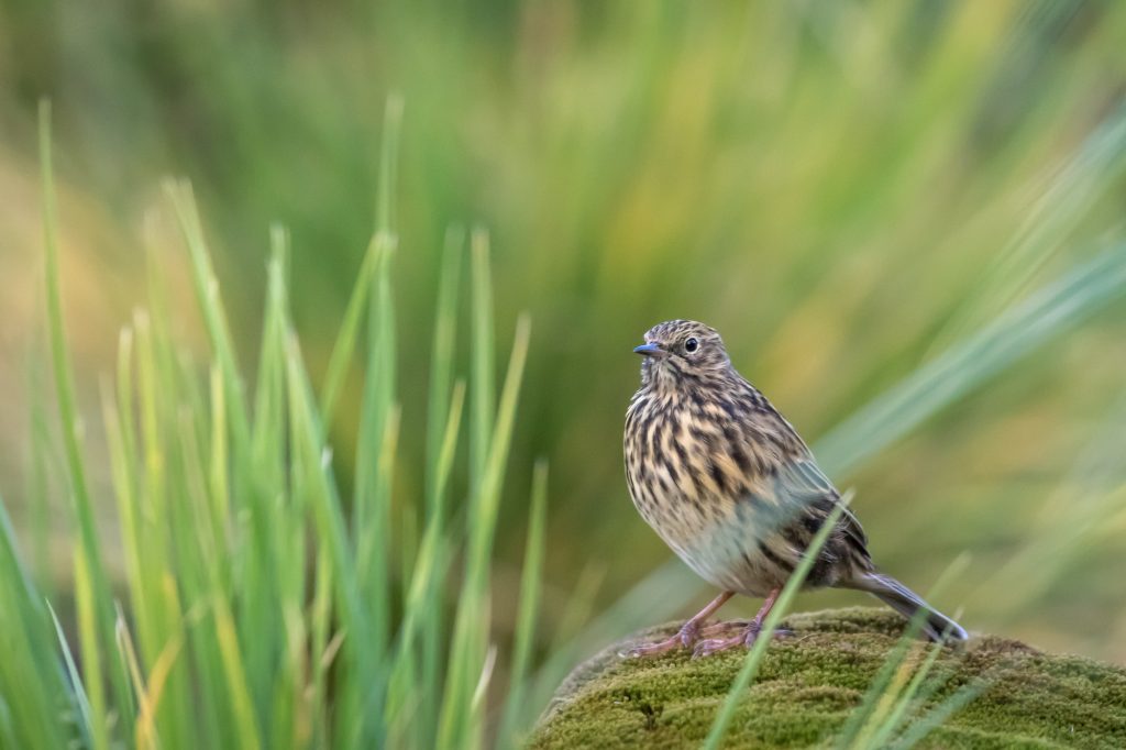 A South Georgia pipit (Anthus antarcticus) photographed whilst I was working on the South Georgia Heritage Trust's Rat Eradication Project in South Georgia, Antarctica on February 01 2018. The South Georgia pipit is one of the key endemic species being protected by the eradication of rats on South Georgia. Photo: Oliver Prince.