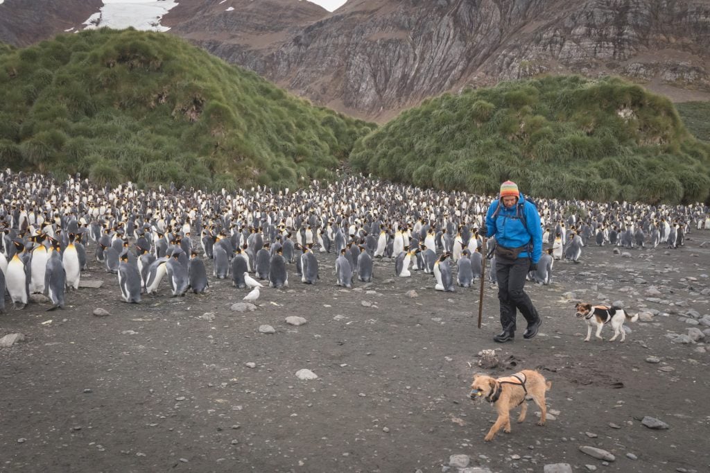 Miriam Ritchie with her rodent detection dogs Ahu and Willl photographed working on The South Georgia Heritage Trust's Rat Eradication Project at Macdonald Cove in South Georgia, Antarctica on March 08 2018. Photo: Oliver Prince