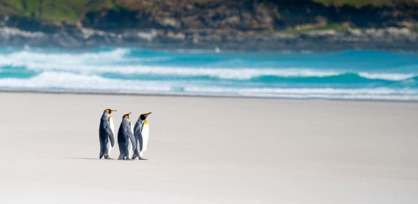 Long shot of four king penguins on a sandy beach in the Falkland Islands