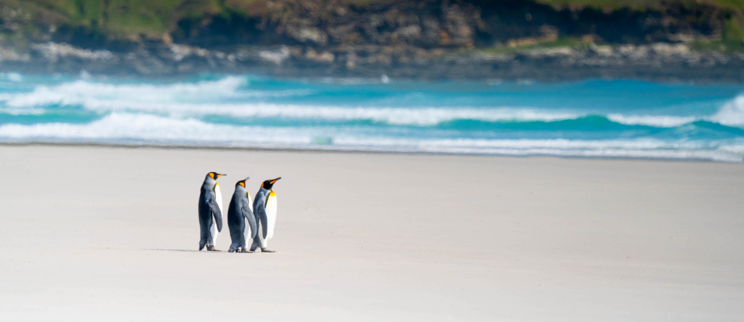 Why the Falkland Islands are a mustvisit wildlife destination Swoop Antarctica Blog