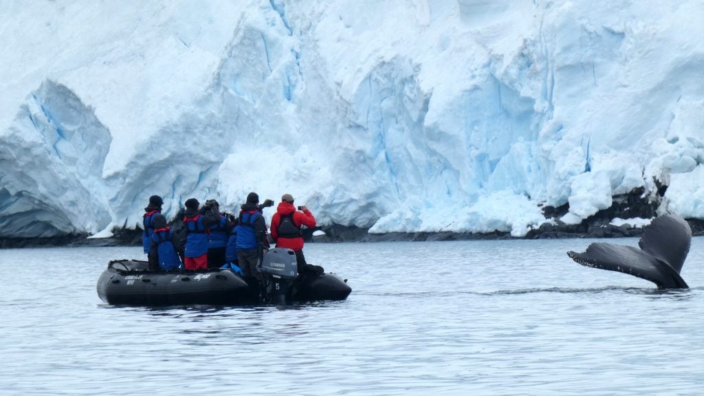 A zodiac of tourists watch a humpback whale in Antarctica