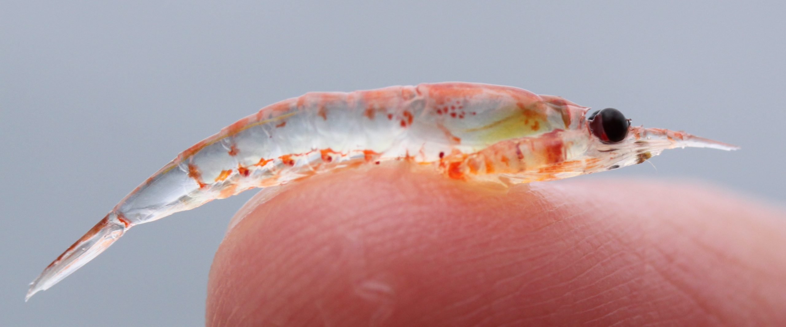 Why krill is the most important Antarctic animal you'll never see ...