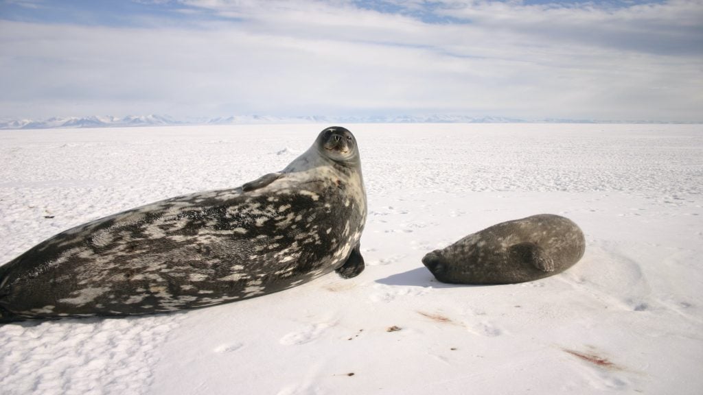 Weddell Seal and pup