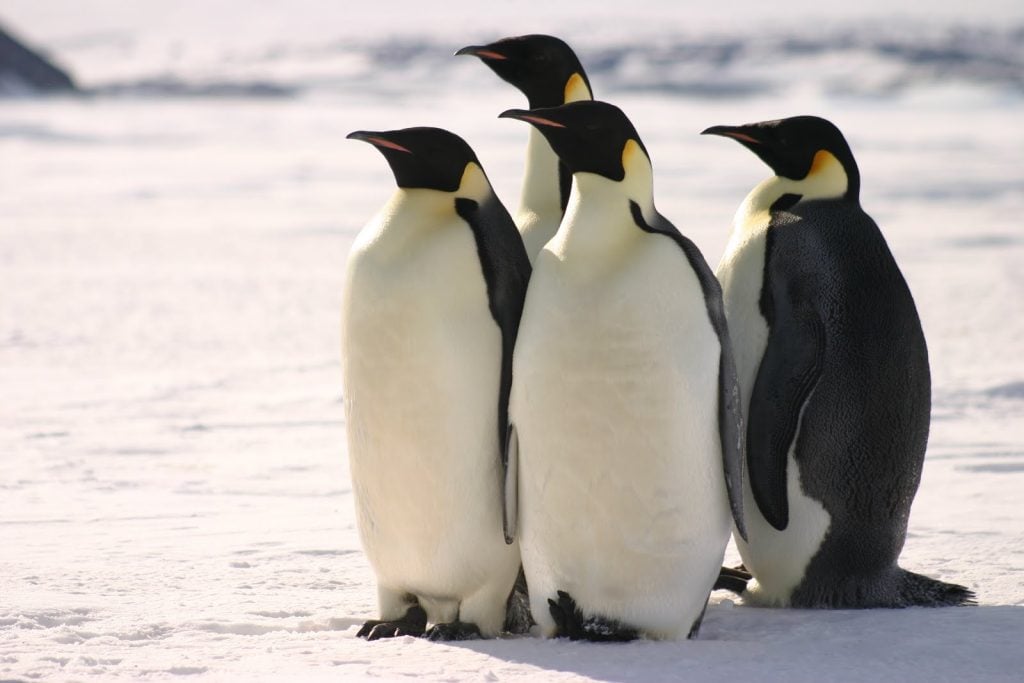 Four emperor penguins