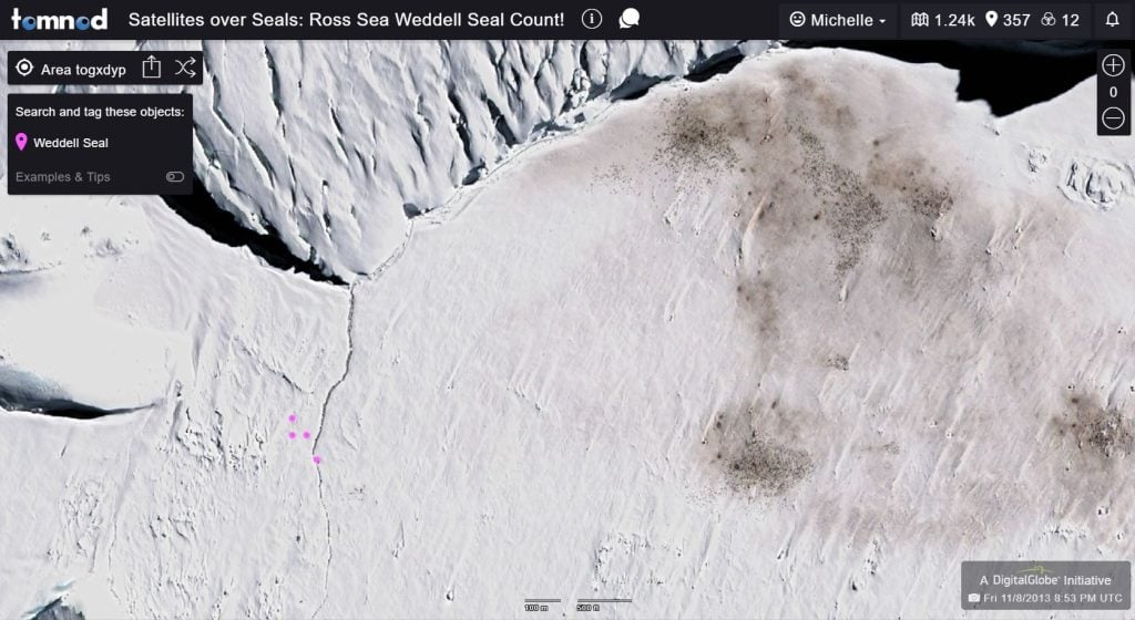 satellite imagery of Weddell seals