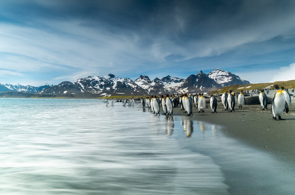 King penguins on the beach in South Georgia