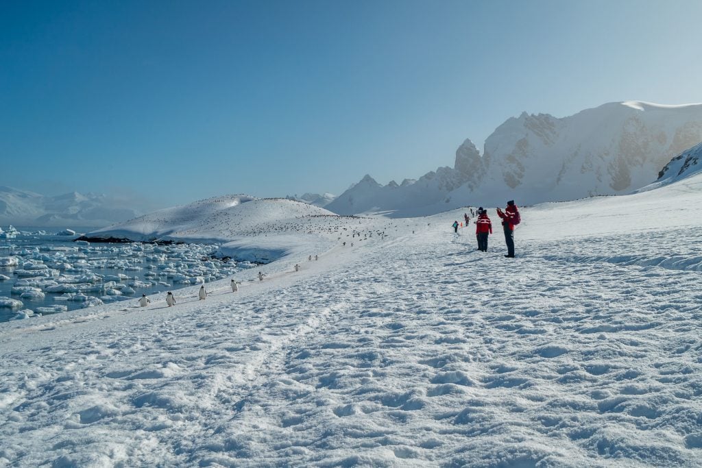Penguin colony in the snow in Antarctica