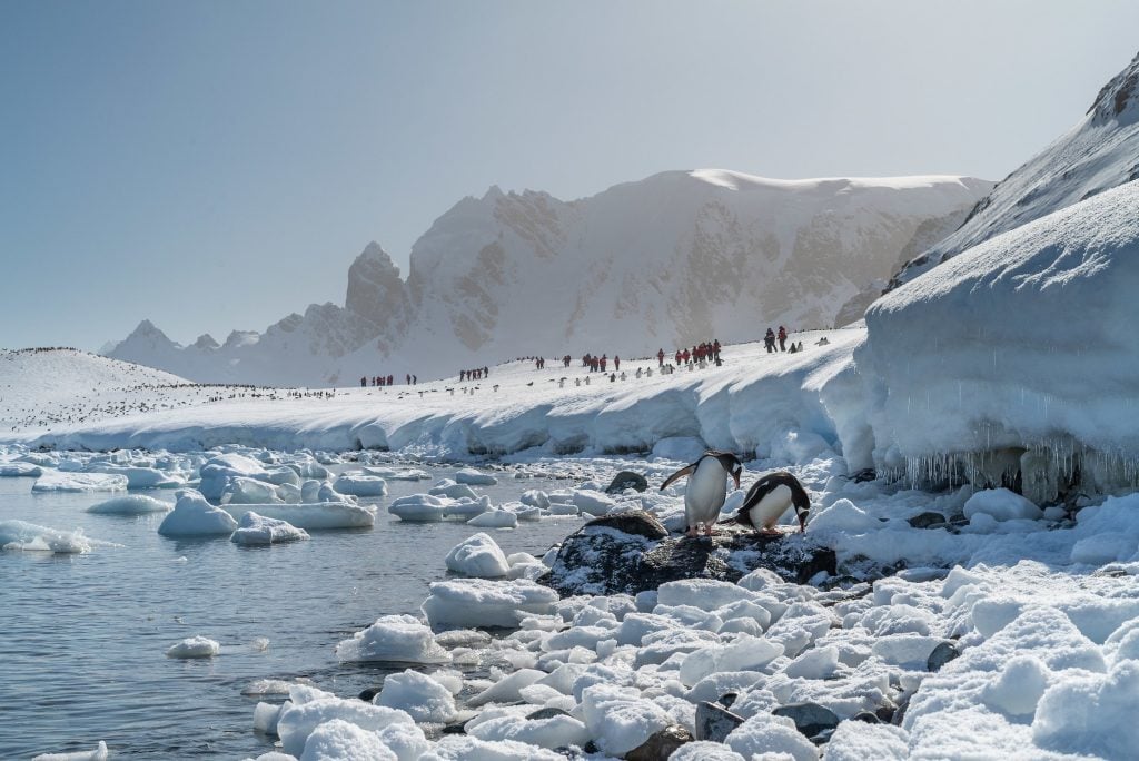 Two gentoo penguins at Cuverville Bay