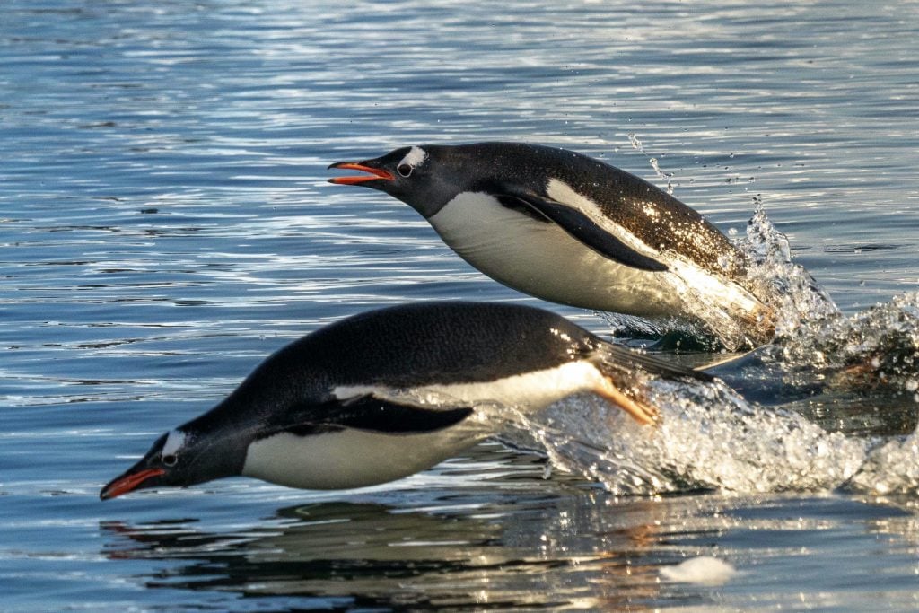 Two swimming gentoo penguins