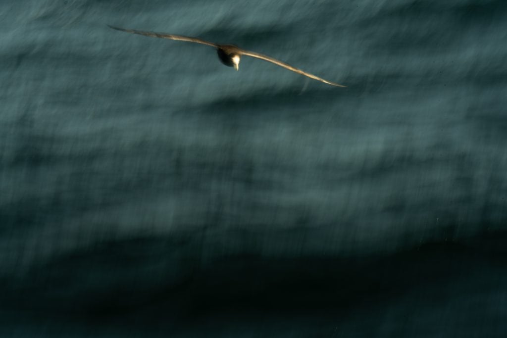Giant petrel in flight
