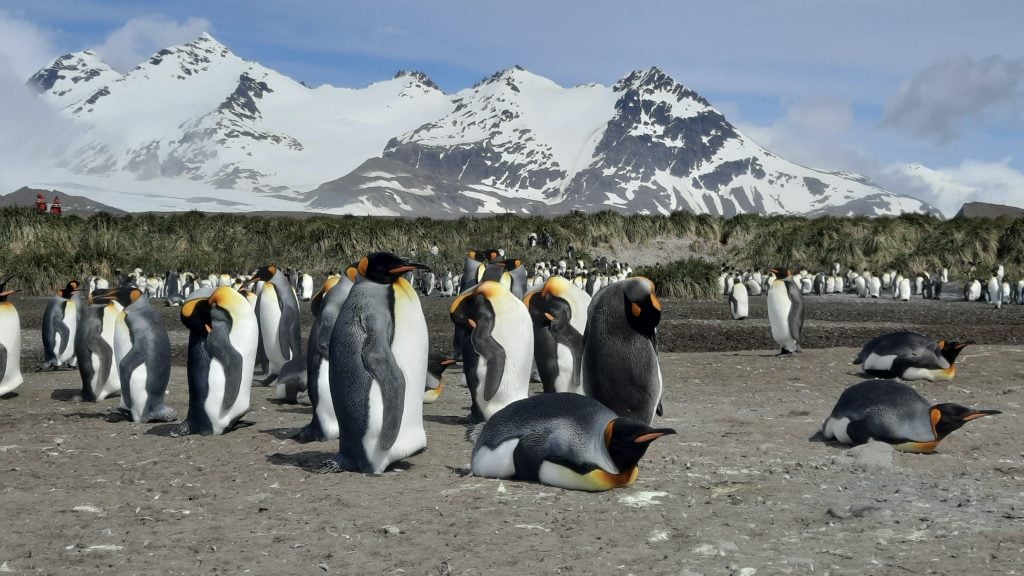 King Penguins at Salisbury Plain on South Georgia