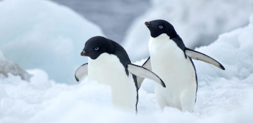 Discover more about travelling to Antarctica