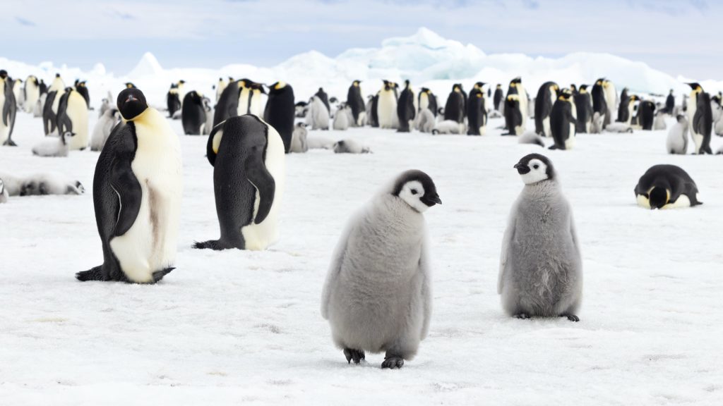 Emperor penguin chicks in a colony in Antarctica