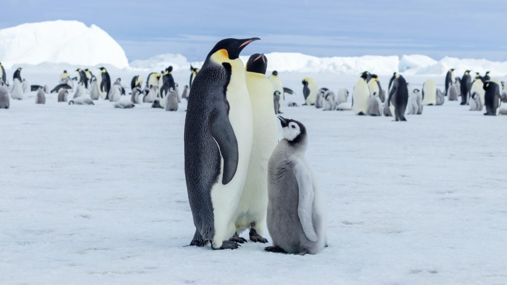 Emperor penguin chick with parents
