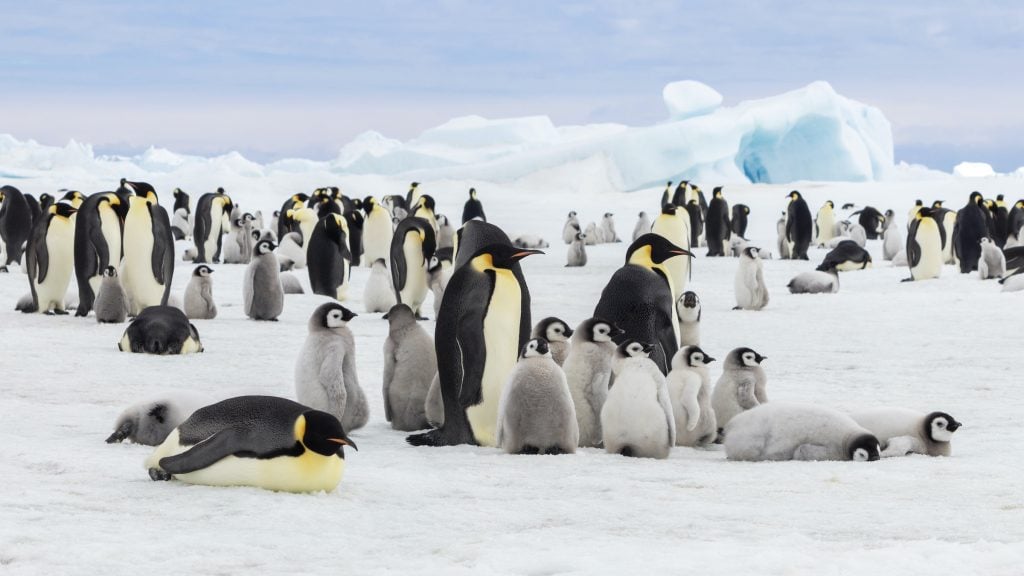 Adults and chicks at the emperor penguin colony in Antarctica