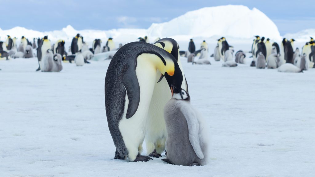 Emperor penguin feeding its chick in Antarctica