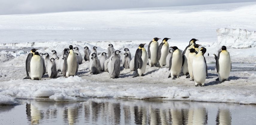 Emperor penguins and chicks reflected in water