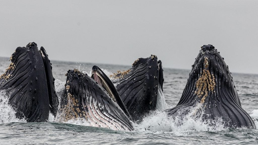 Four humpback whales feeding