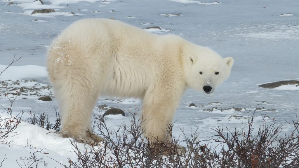 Polar bear in Churchill