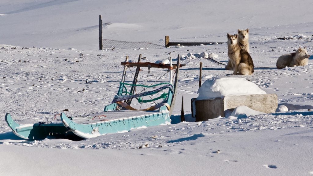 Sled dogs in Greenland