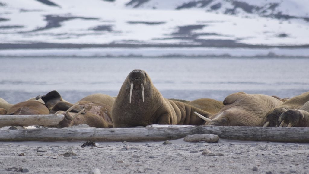 Walrus in Svalbard