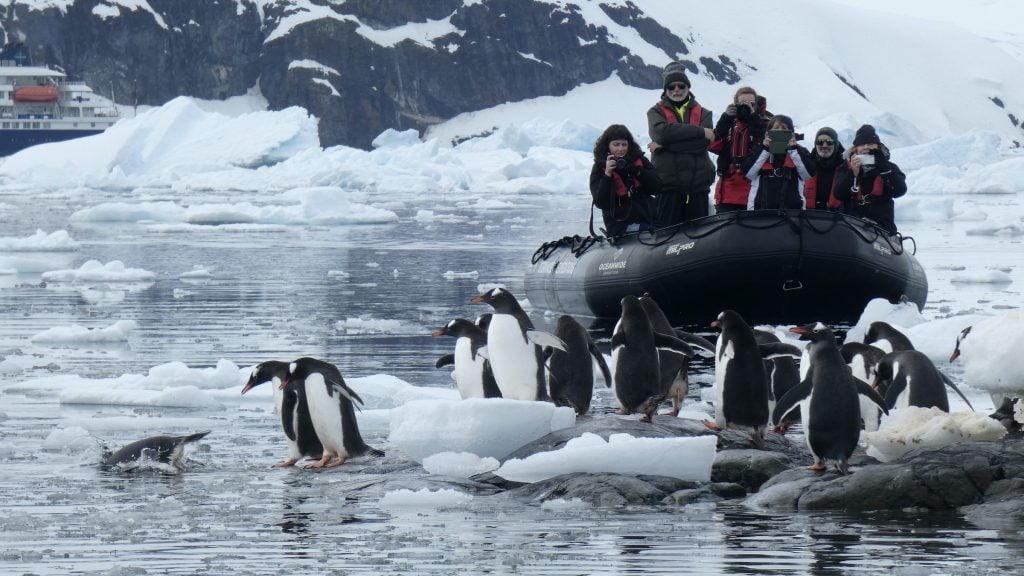 Tourists taking photos of gentoo penguins in Antarctica