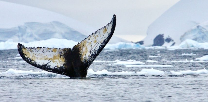 Discover more about Antarctic wildlife 