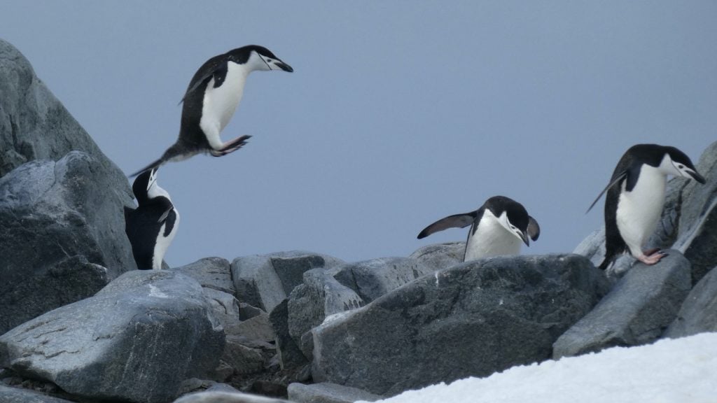 Chinstrap penguins