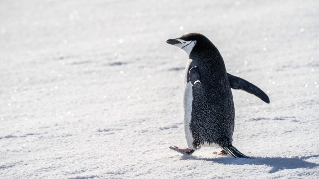 Chinstrap penguin