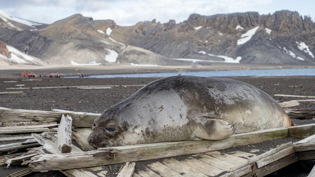 Elephant seal on Deception Island