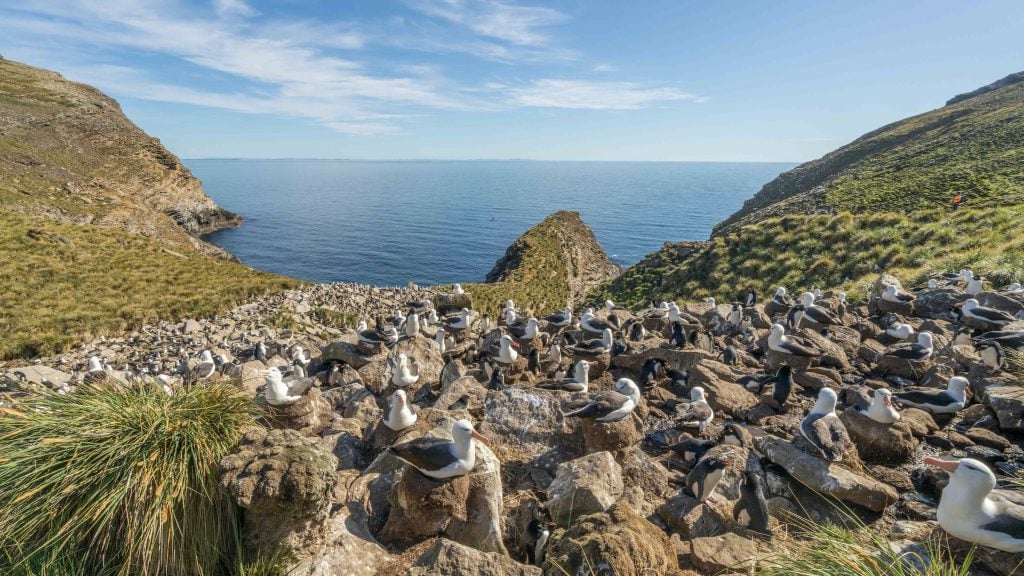 Albatross colony on the Falkland Islands