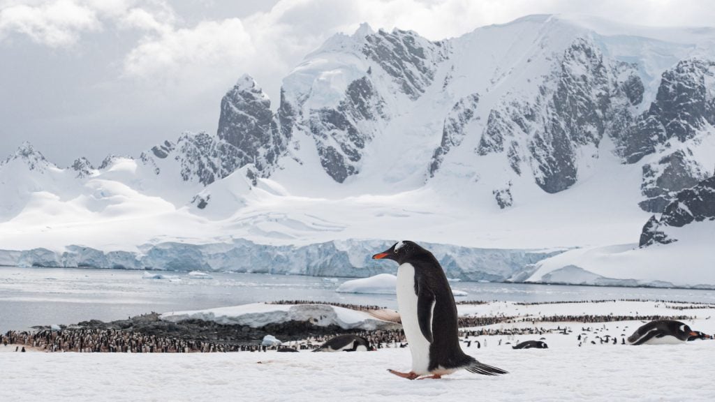 Gentoo penguin in Antarctica