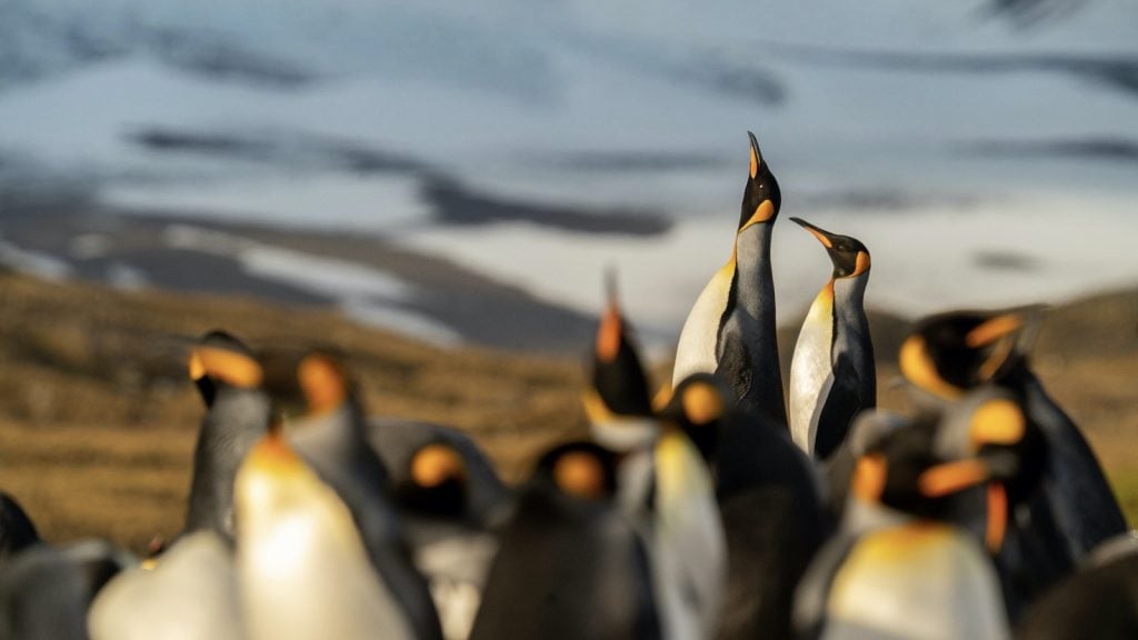 King penguins on South Georgia