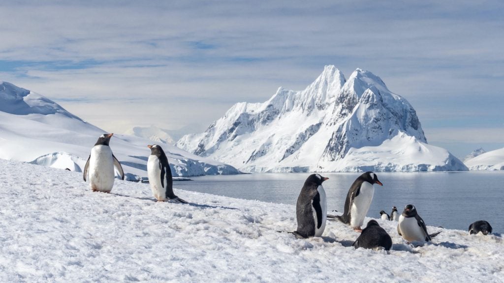 Gentoo penguins in Antarctica