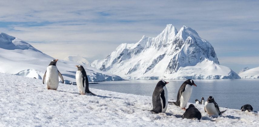 Gentoo penguins in Antarctica