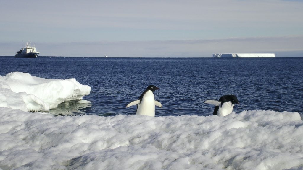 Adelie penguins in the Ross Sea