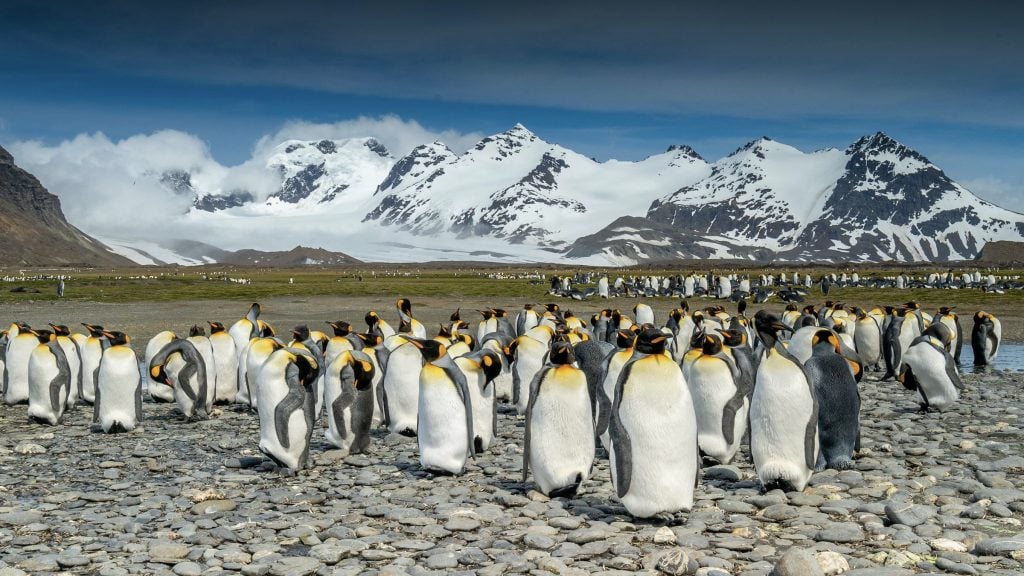 King penguins on South Georgia