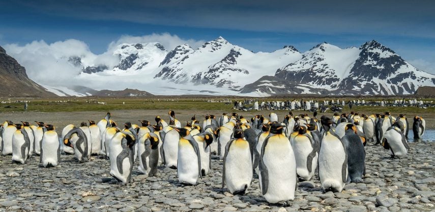 King penguins on South Georgia