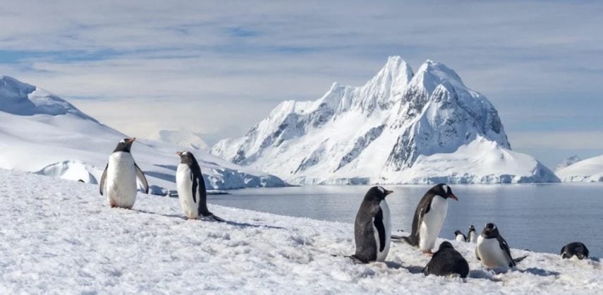Discover more about Antarctic wildlife