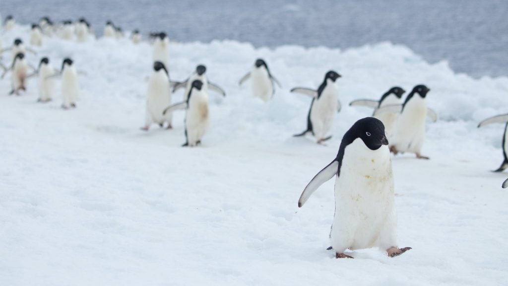 Adelie Penguins