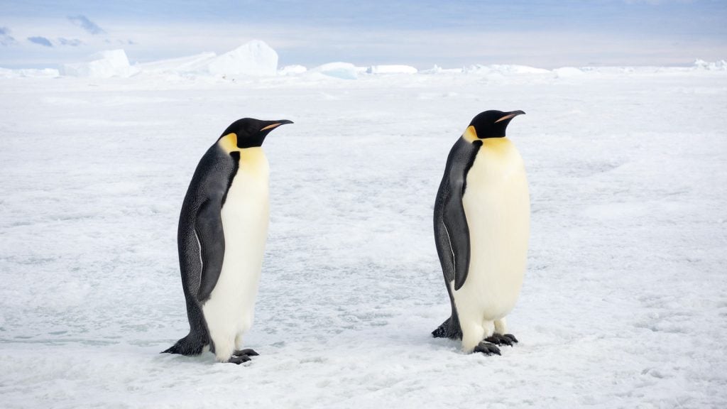 Two emperor penguins