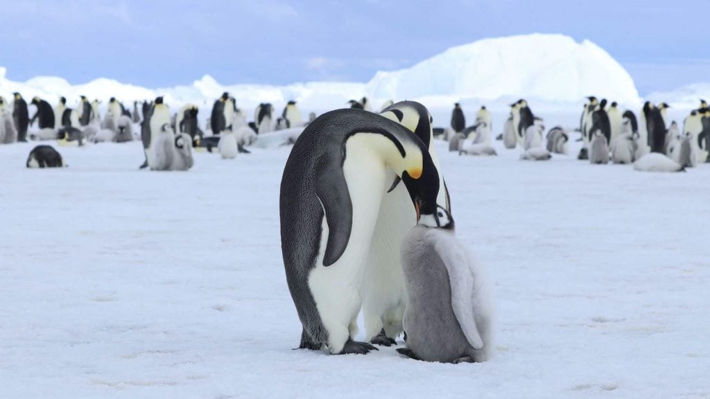 Emperor penguin feeding chick