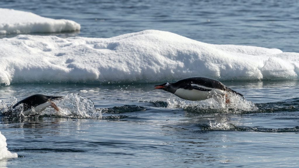 Gentoo penguins swimming