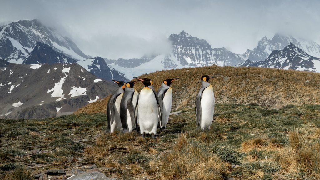 King penguins on South Georgia