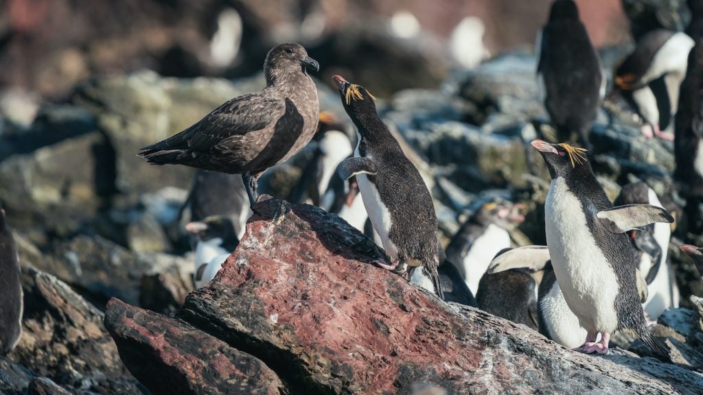 Macaroni Penguins