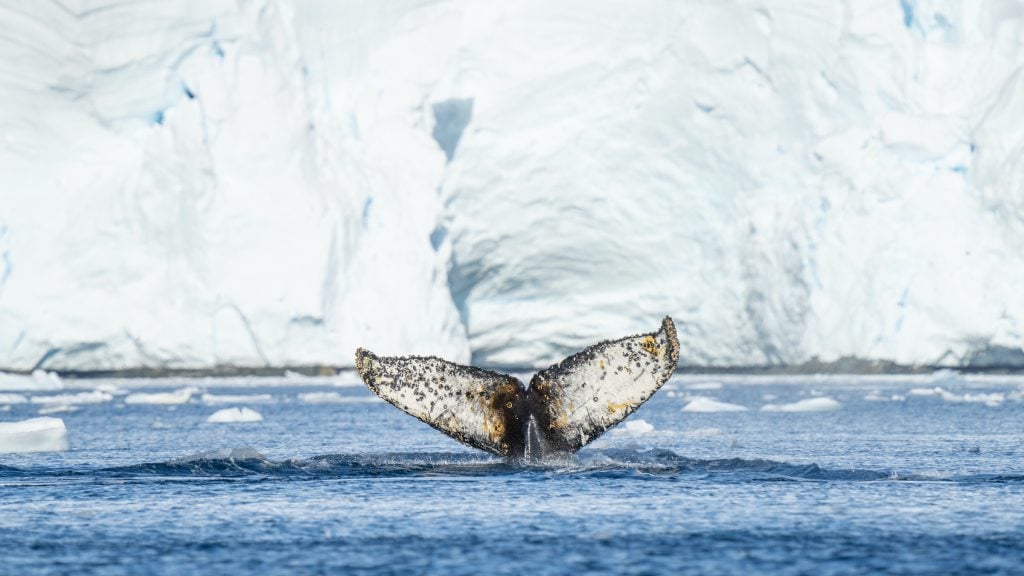 Mariposa, the Swoop Antarctica whale