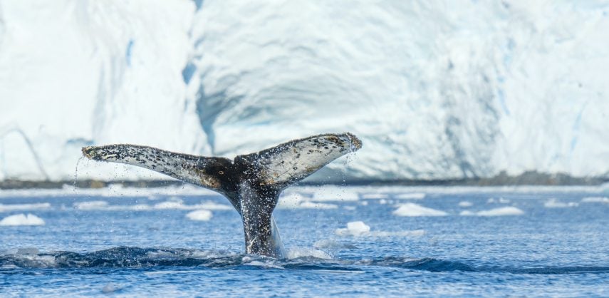 Mariposa, the Swoop Antarctica whale