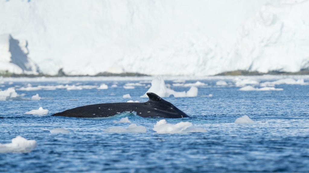 Mariposa, the Swoop Antarctica whale,