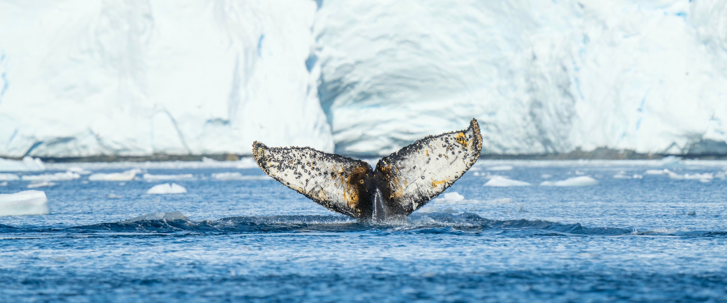 Supporting whale conservation: Swoop’s happy humpback